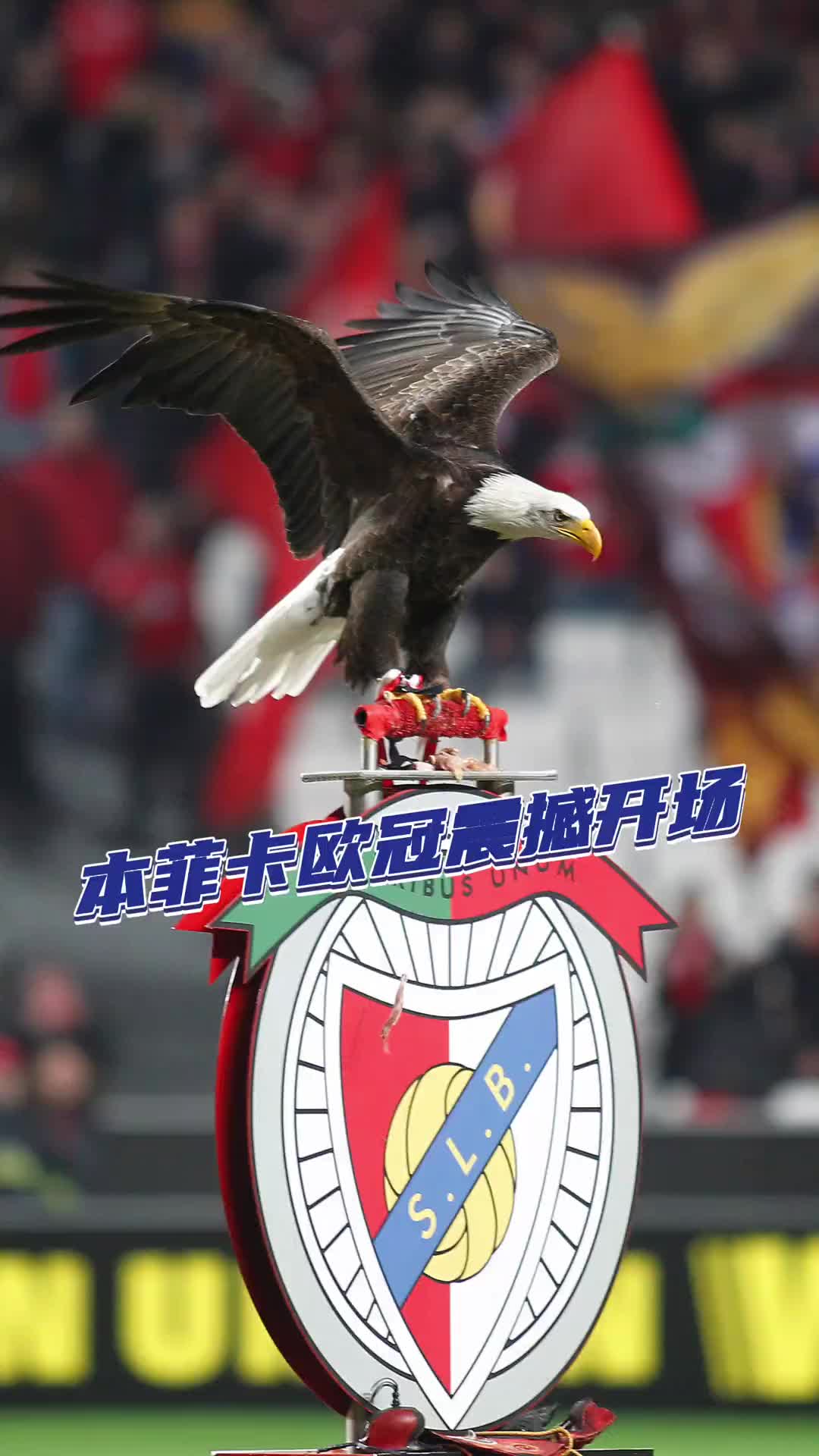 歐冠淘汰賽重燃戰(zhàn)火，即將看到本菲卡的鷹